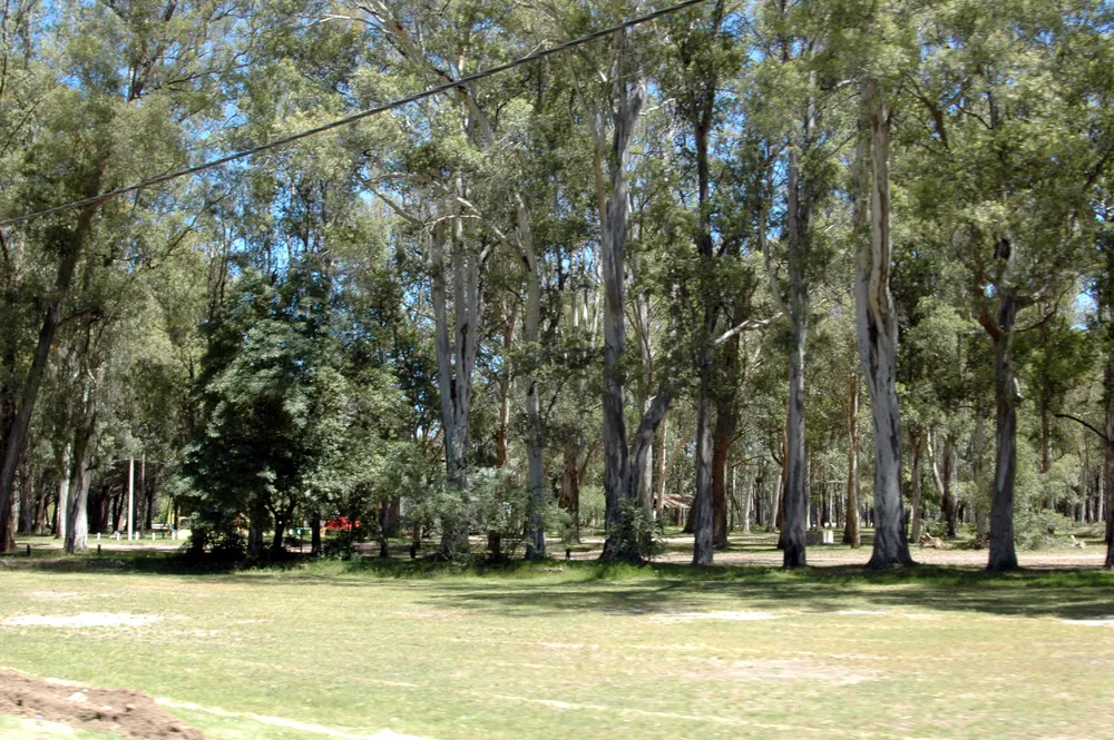 Arboleda de eucaliptos en el Parque Roosevelt, junto a Barra de Carrasco, en el límite de Ciudad de la Costa