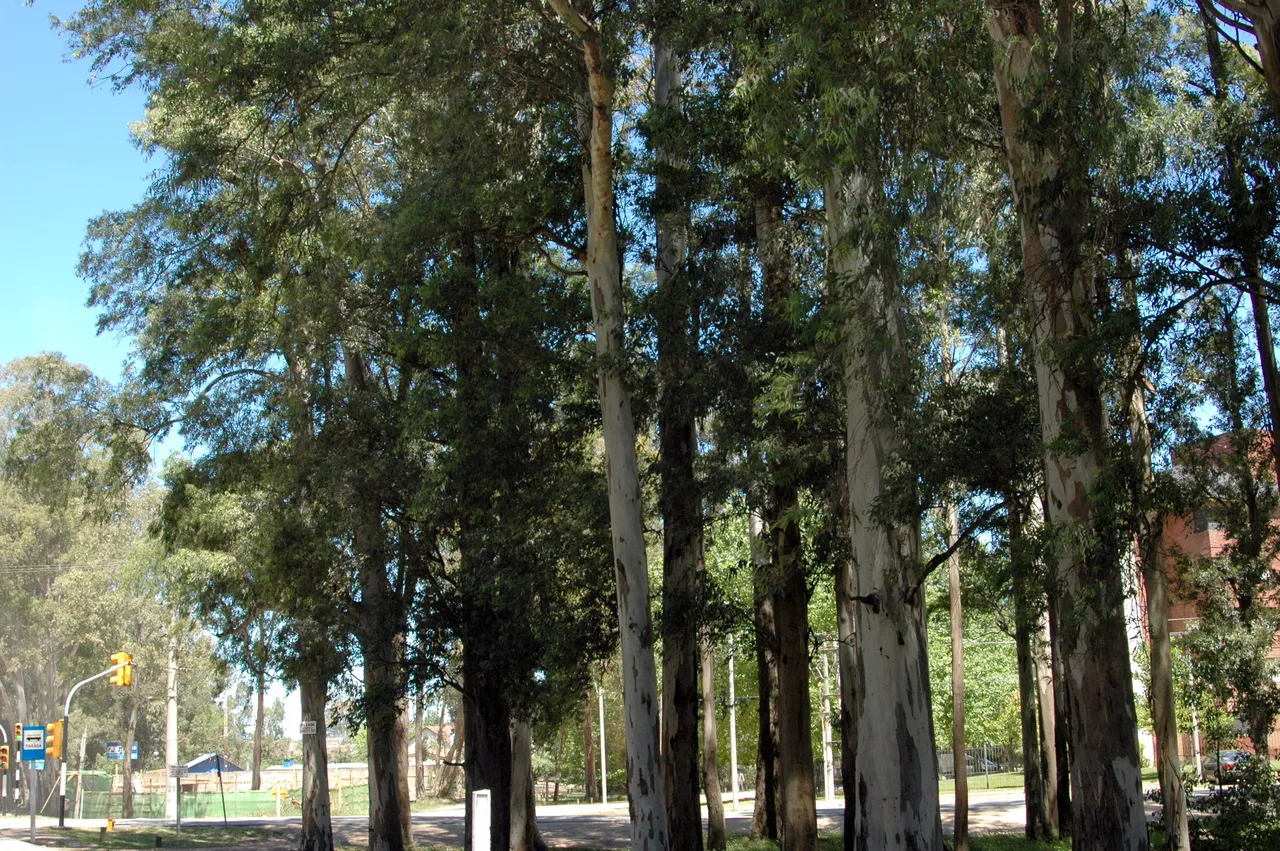 Eucaliptos del Parque Roosevelt en una esquina con parada de ómnibus, en el límite oeste de Parque Carrasco sobre Avenida Racine