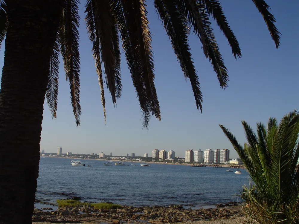 Vista tranquila y sin gente de la costa de Playa Mansa en Punta del Este, enmarcada por palmeras