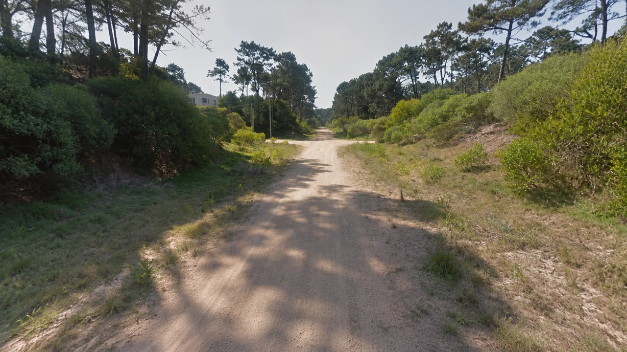 Calle de tierra entre pinos y vegetación en Chihuahua, Punta Ballena, Maldonado