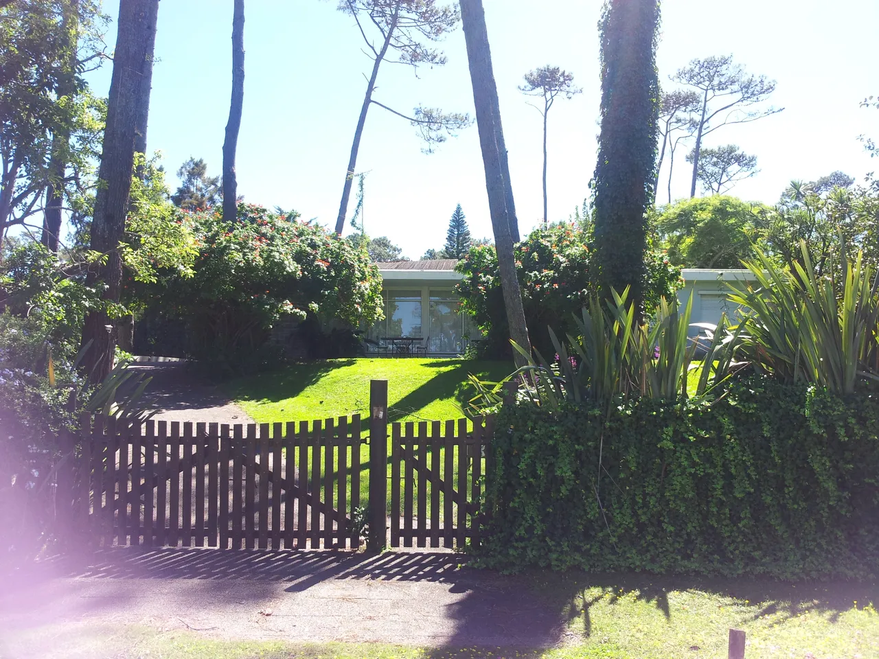 Jardín con pinos y casa baja en el barrio de Pinares, Punta del Este